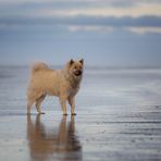 ...am Strand von SPO...