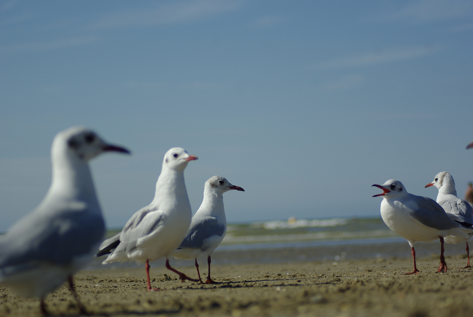 Am Strand von St Malo, Bretagne