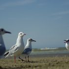 Am Strand von St Malo, Bretagne