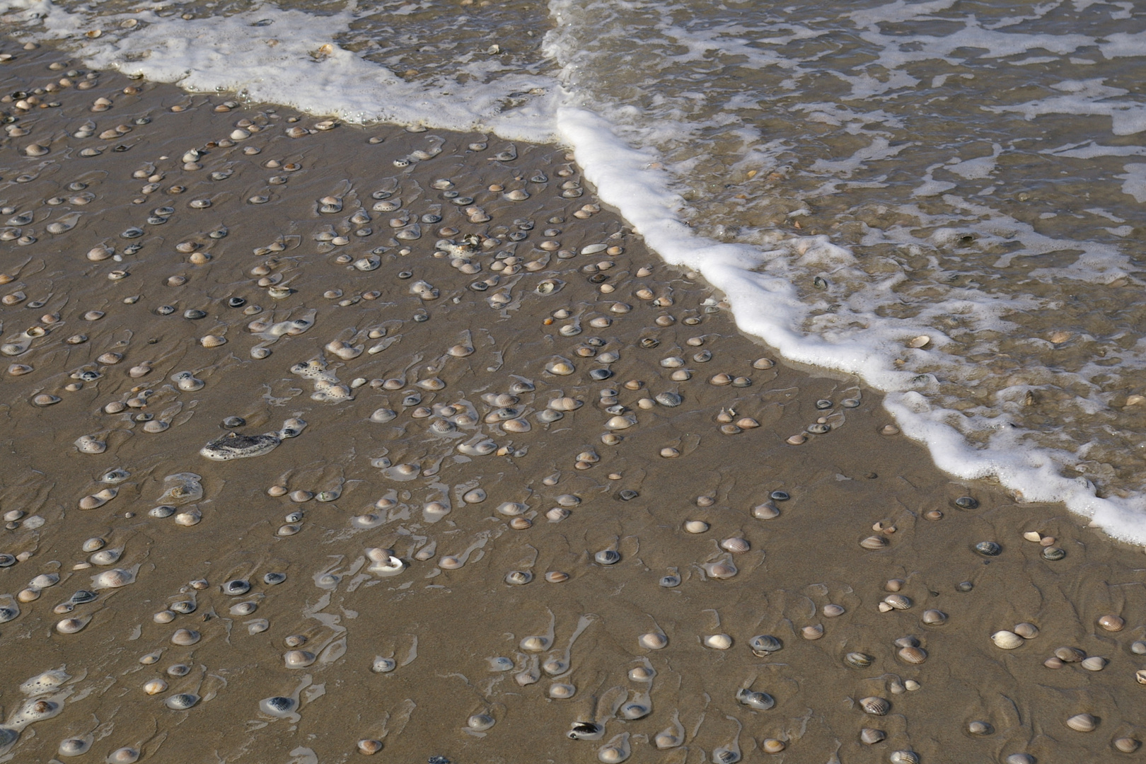 AM Strand von Texel