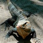 Am Strand von Tulemar, Gemeiner Schwanzleguan (Ctentosaura similis), Costa Rica