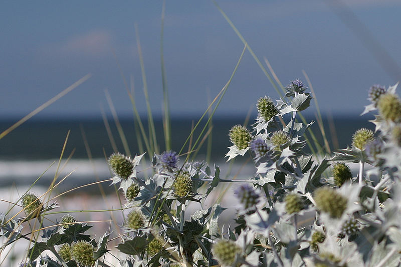 am Strand von Wangerooge