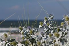 am Strand von Wangerooge