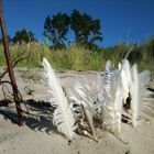 Am Strand von Zingst