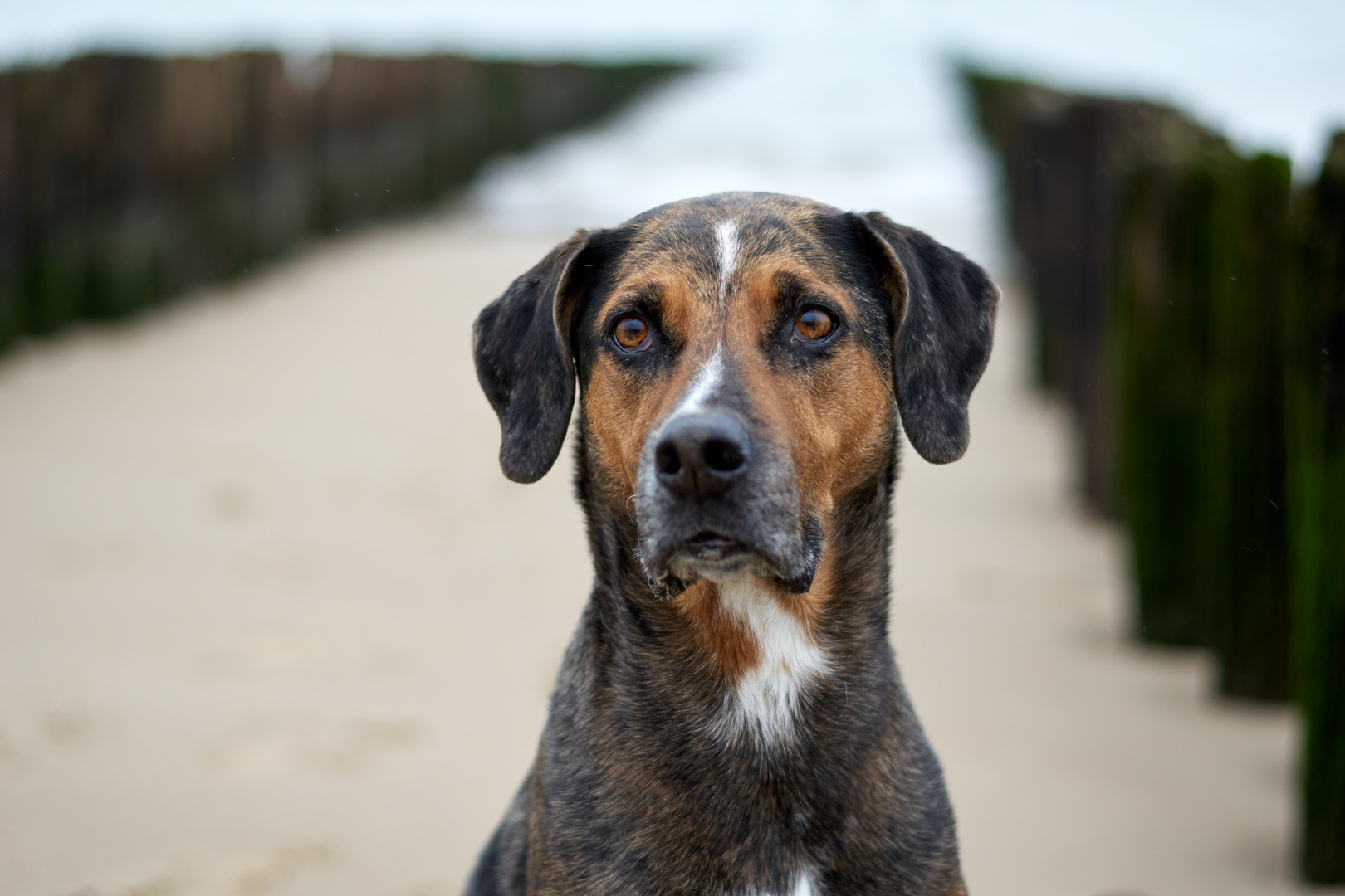 am Strand von Zoutelande