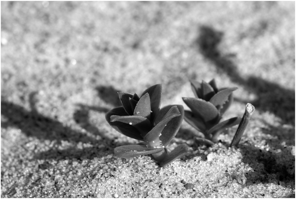 Am Strand wachsen Rosen?