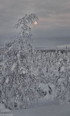 Am Straßenrand bei -31°C in Lappland, 01/2023 