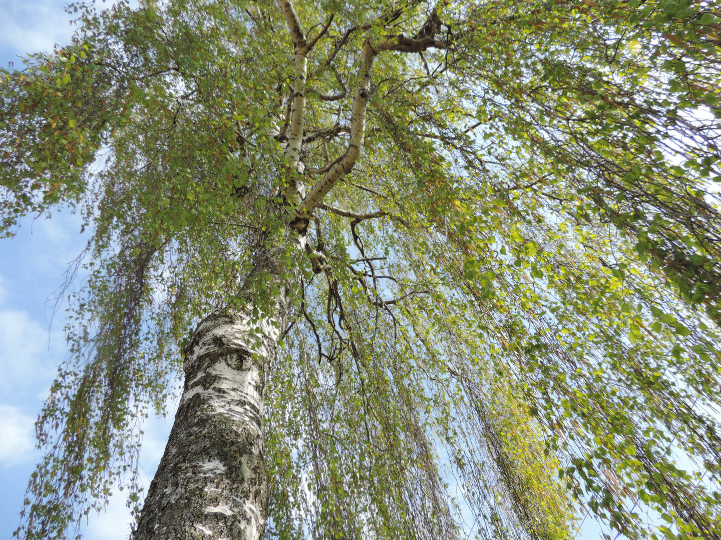 Am Strassenrand - Blick nach oben ( 13.04.14 )