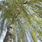 Am Strassenrand - Blick nach oben ( 13.04.14 )