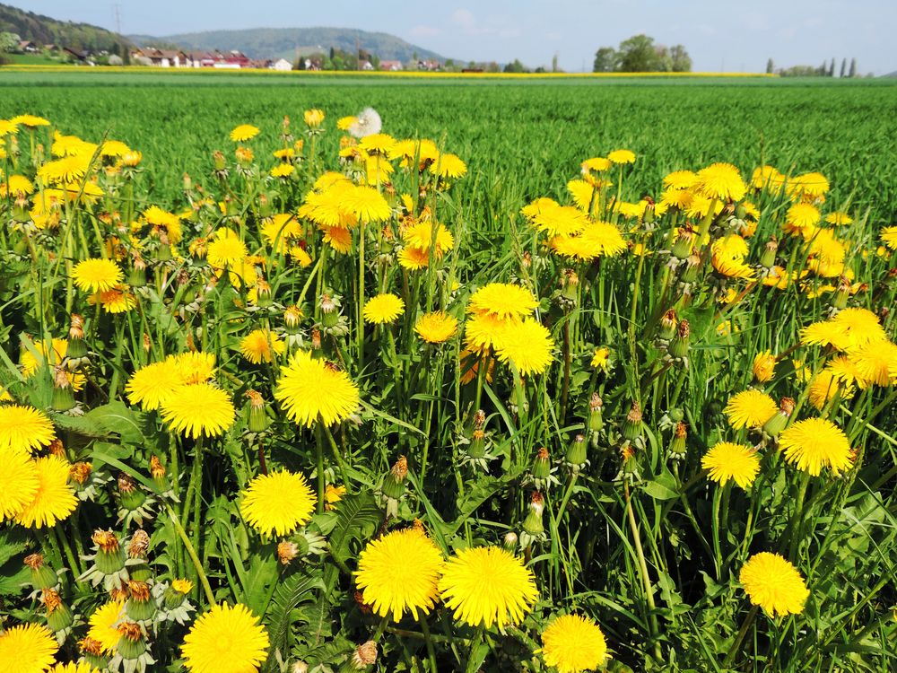 Am Strassenrand - Blick über die Wiese ( 17.04.14 )