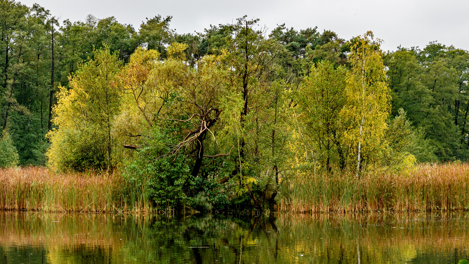 Am Straßenteich in der Oberlausitzer Heide- und Teichlandschaft