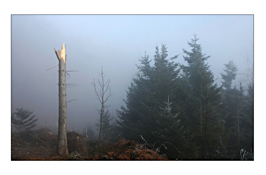 Am Sturm zerbrochen...