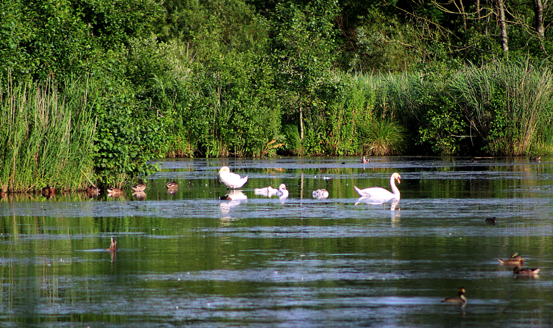 am Sumpf See leben viele Vögel ...