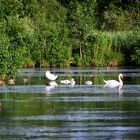 am Sumpf See leben viele Vögel ...