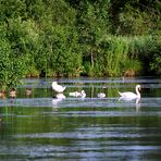 am Sumpf See leben viele Vögel ...