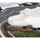 Am Sustenpass