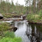 Am Svarten (Schwarzer Fluss) im Hamra-Nationalpark