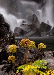 Am Svartifoss