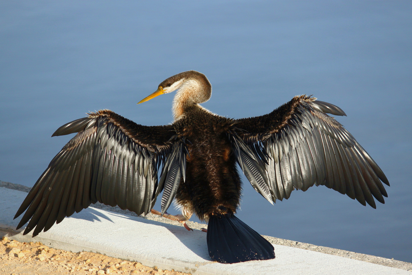 am Swanriver in Perth