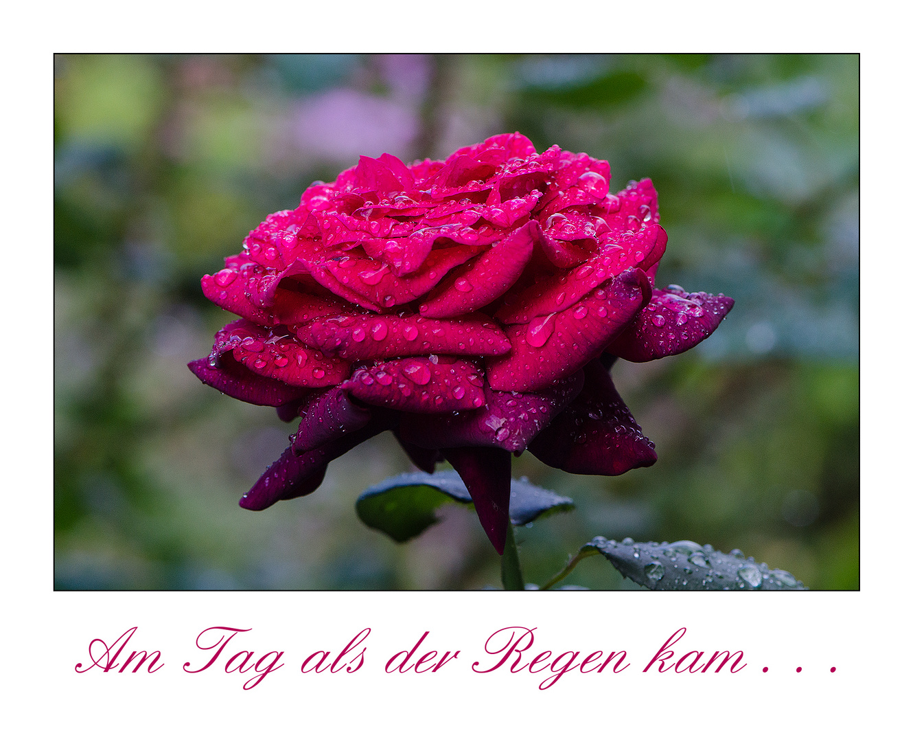 Am Tag als der Regen (endlich) kam . . .