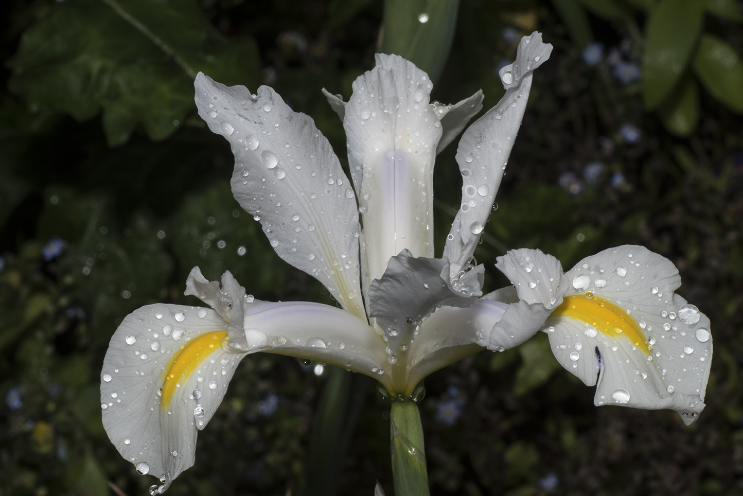 Am Tag, als der Regen kam . . .