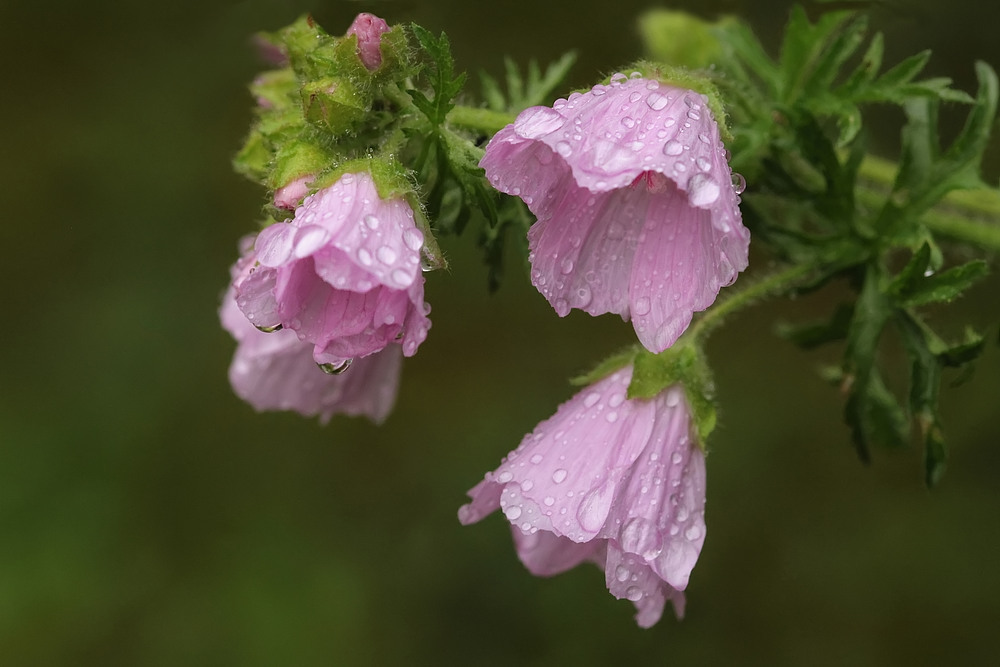 Am Tag als der Regen kam...