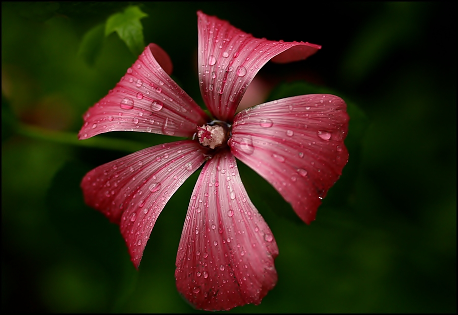 Am Tag als der Regen kam, ...