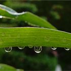 Am Tag als der Regen kam......