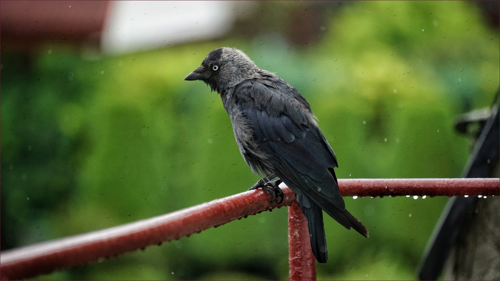 .... am Tag als der Regen kam ....