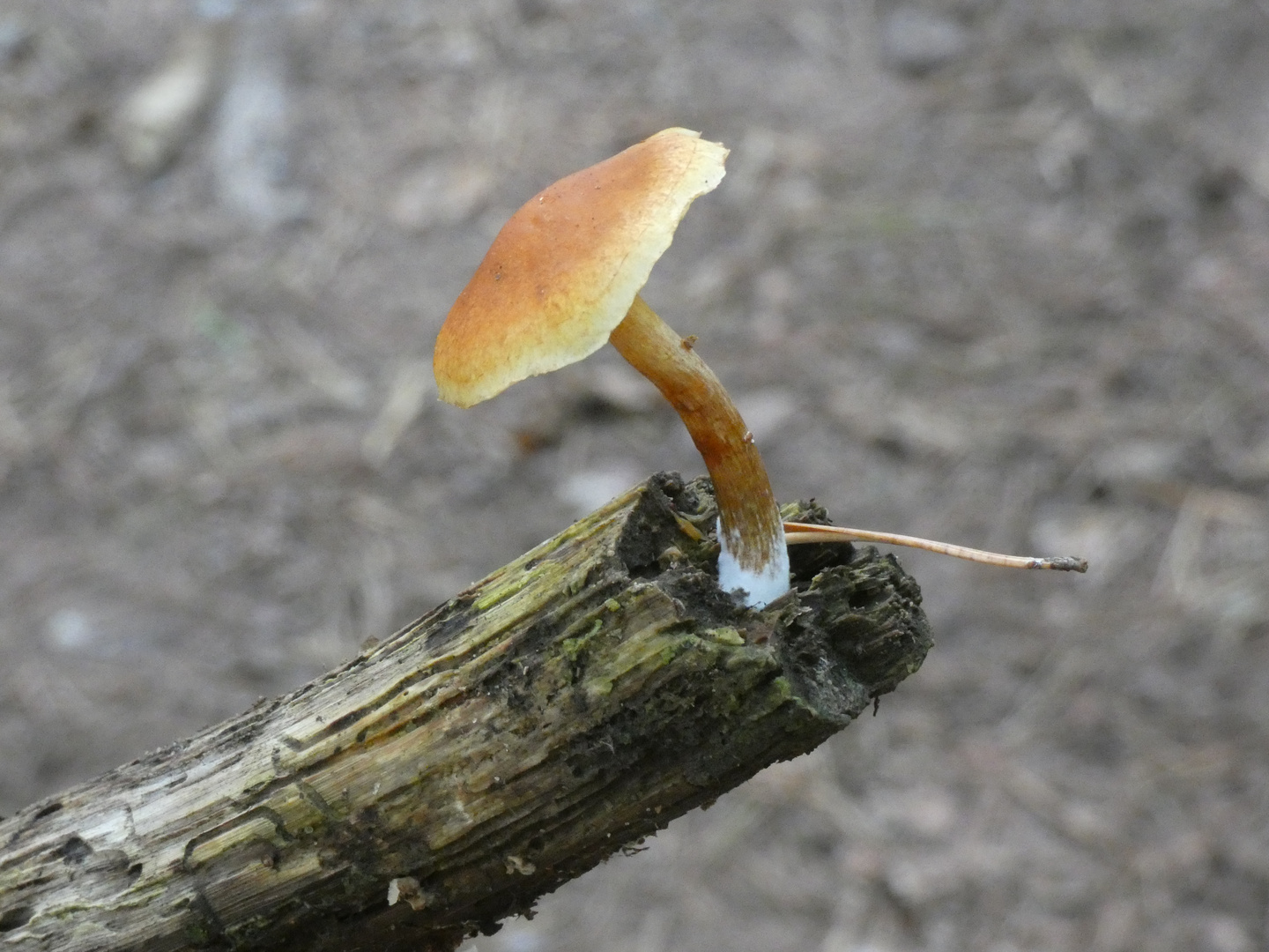 am Tag der Pilze (4) - der Spitzentänzer