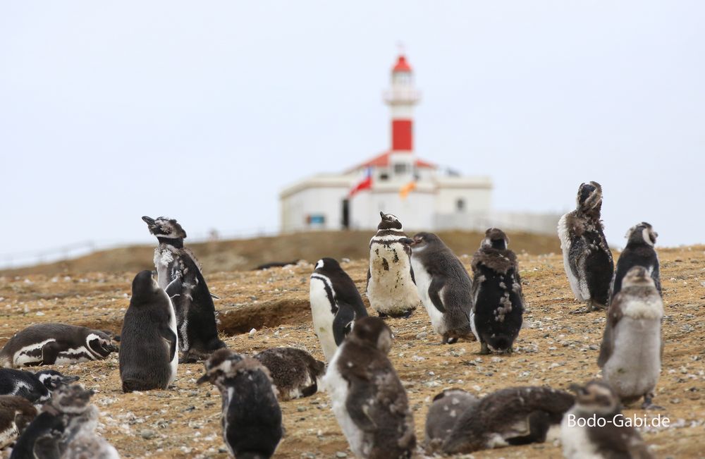 Am Tag des Pinguins