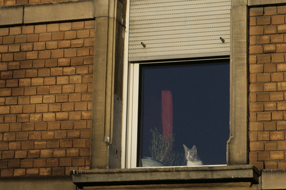 am tag ist durchaus die eine oder andere katze grau. ein stückweit.