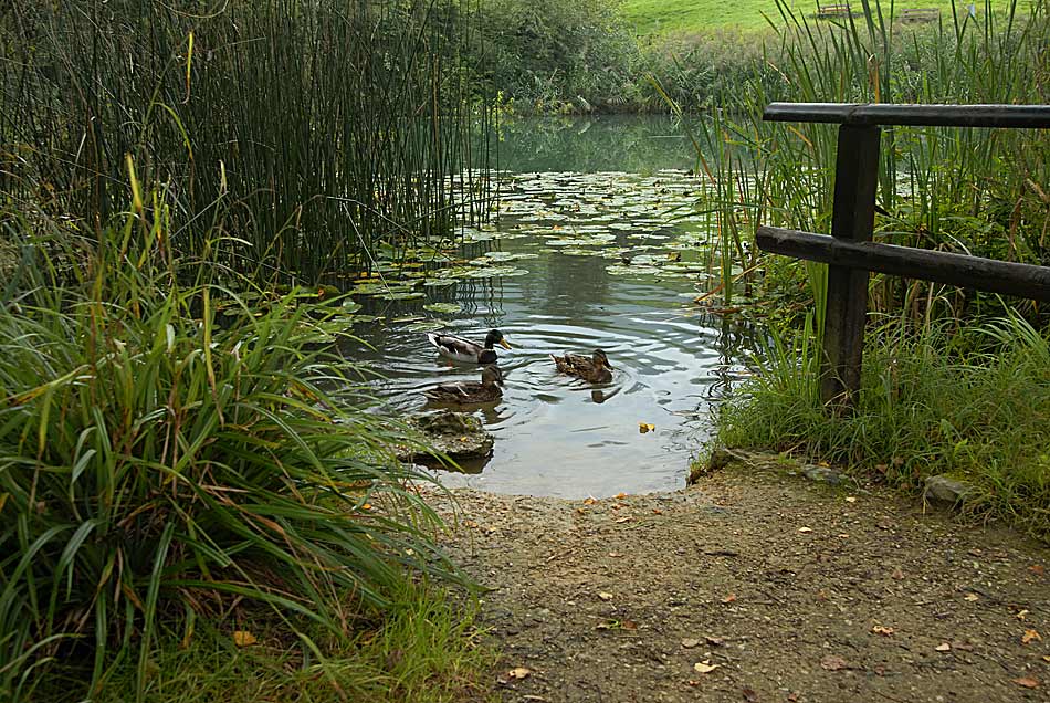 Am Talweiher.