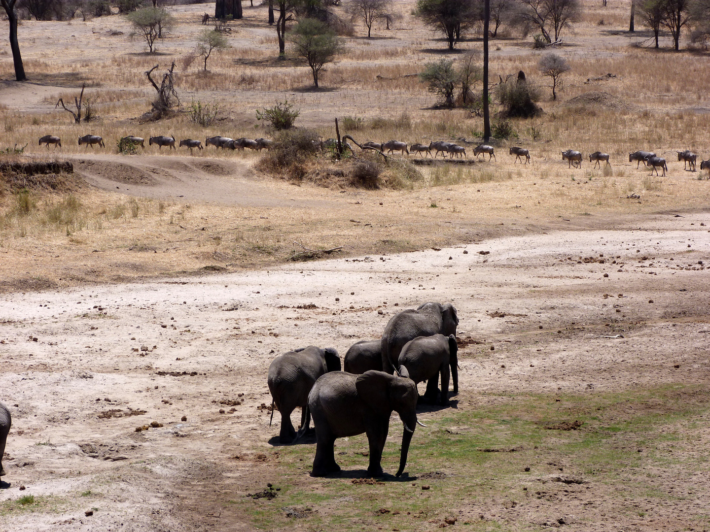 Am Tarangire-Flussbett