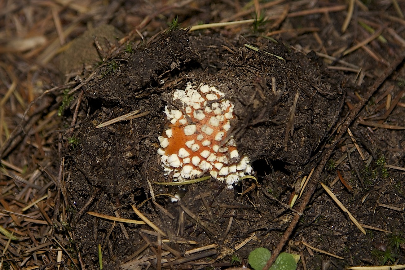 Am Taubensuhl