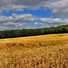 am taucherwald