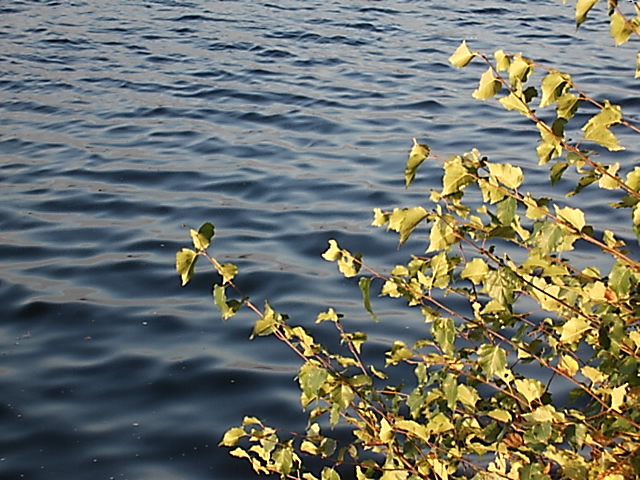 Am Tegeler See