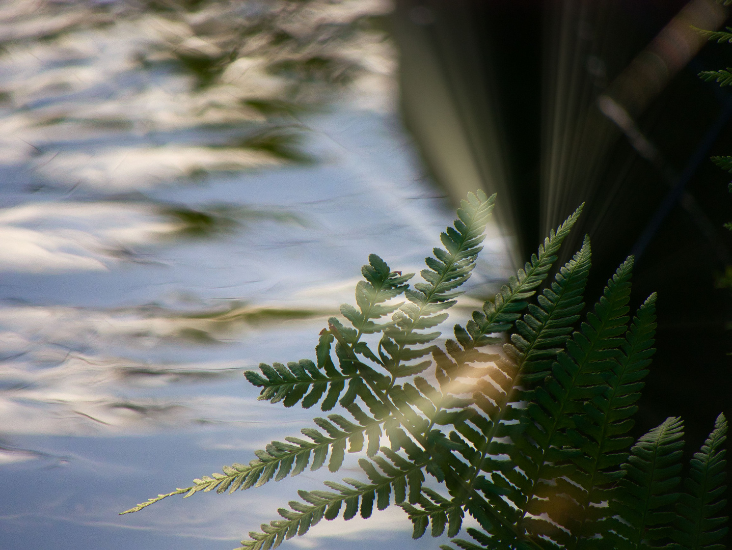 am Teich.....