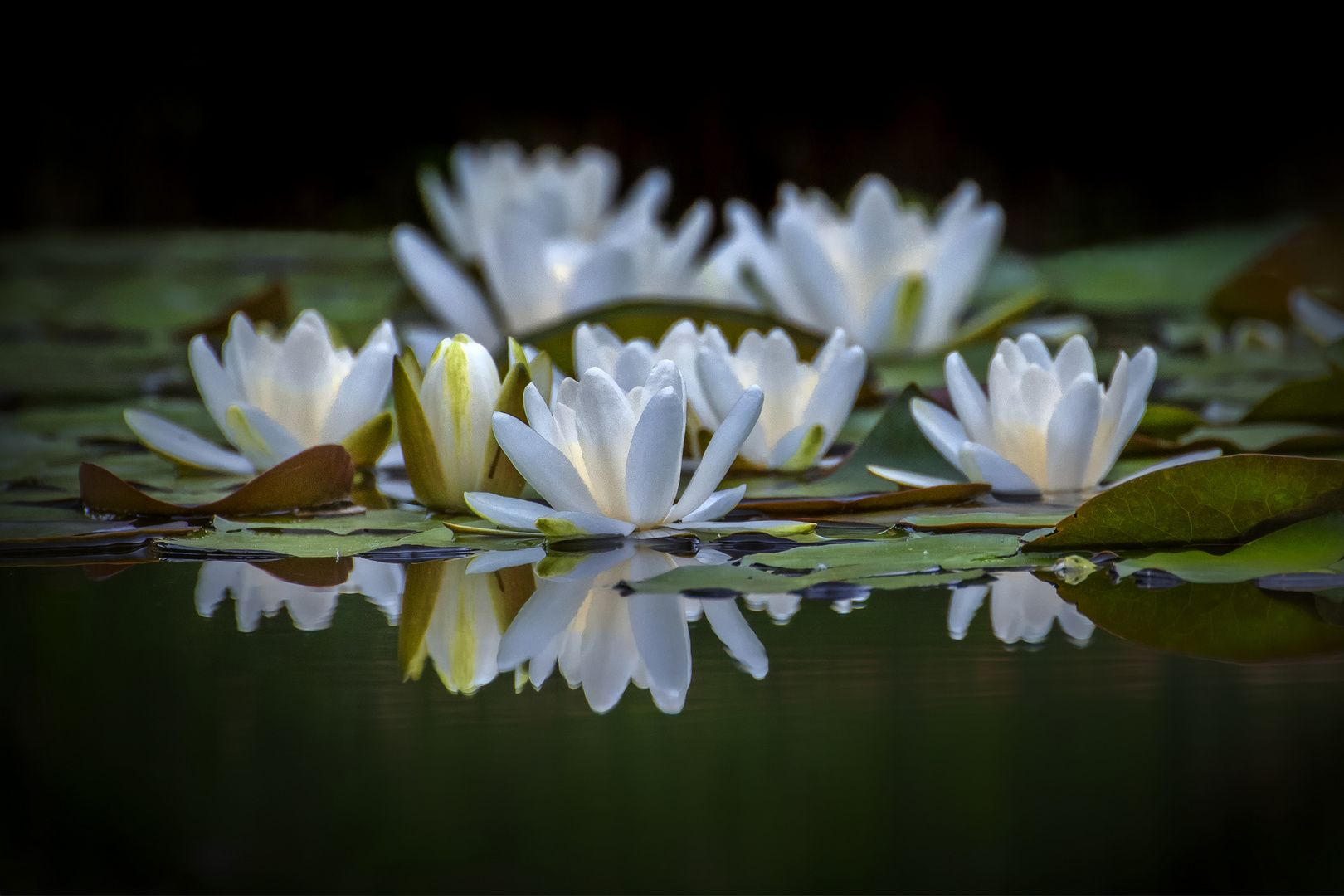 am Teich Foto & Bild spezial, frühling, natur Bilder auf