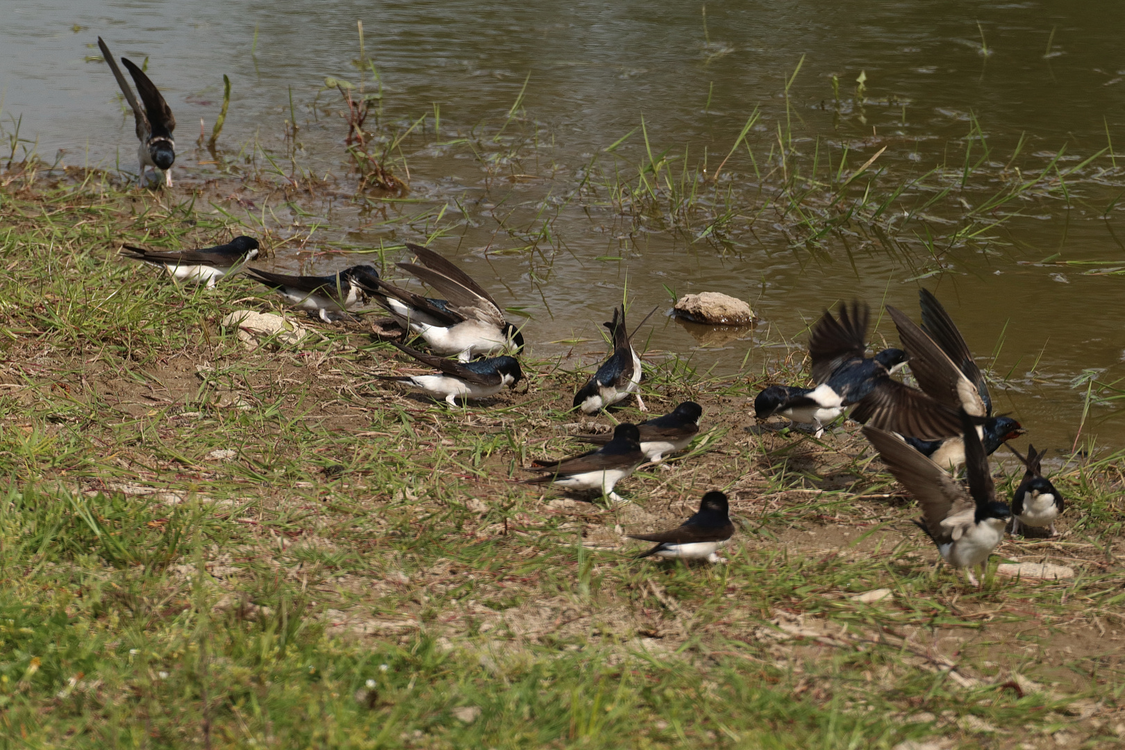 Am Teich