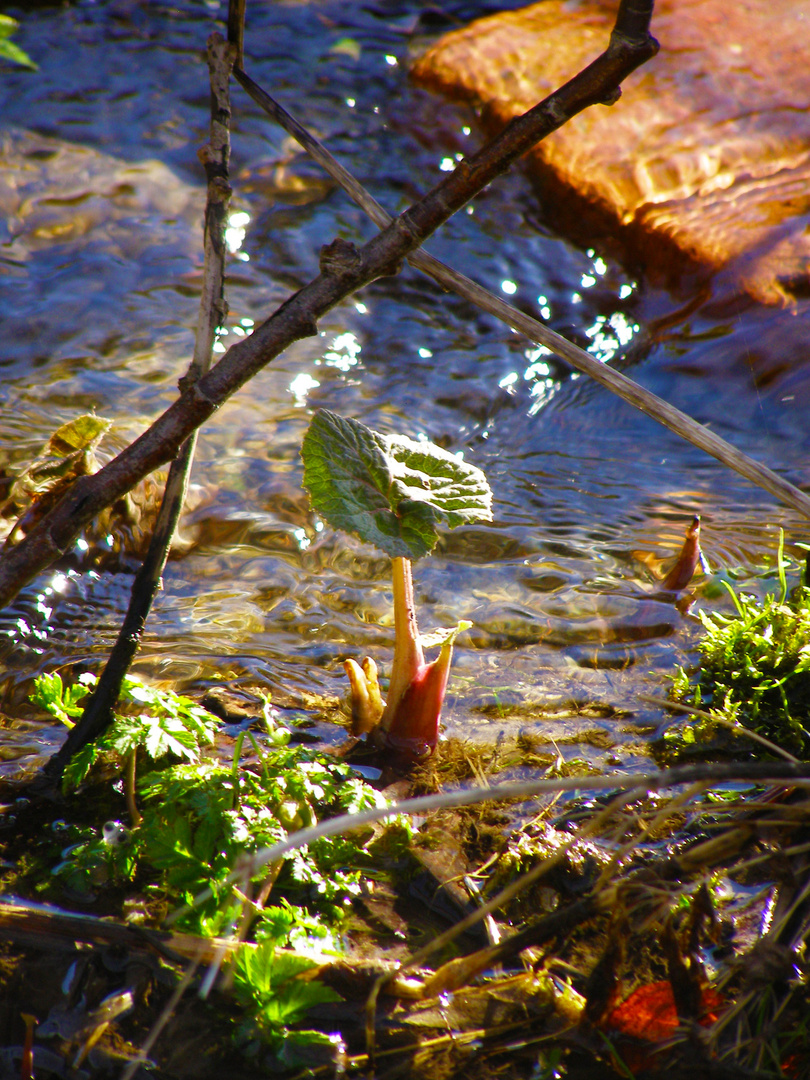 am teich 1