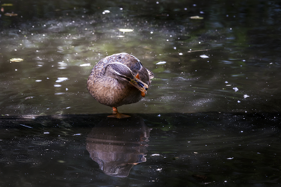 Am Teich-1