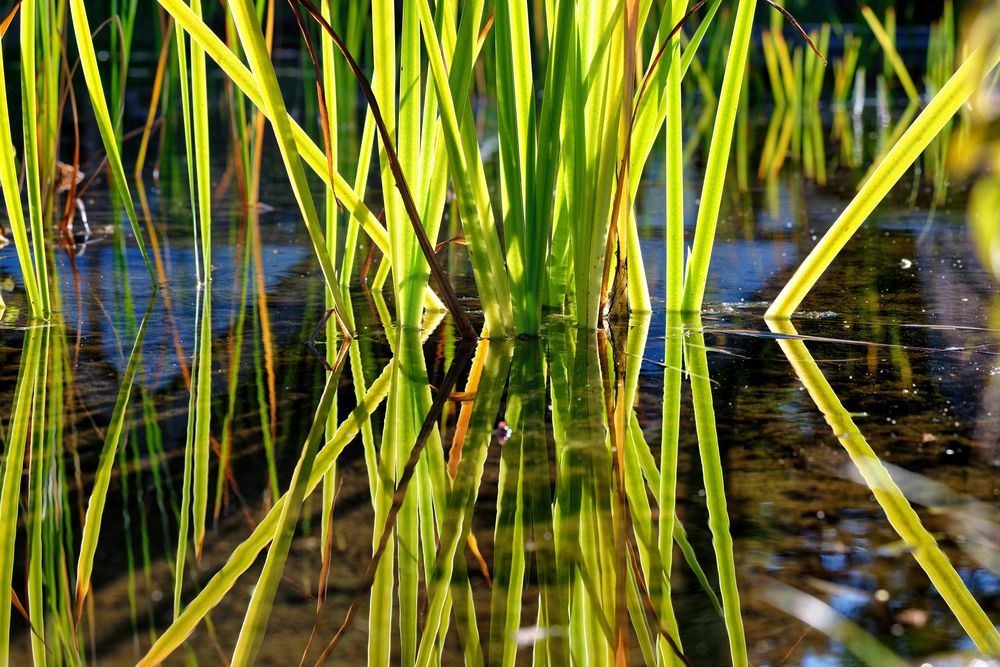 Am Teich 1