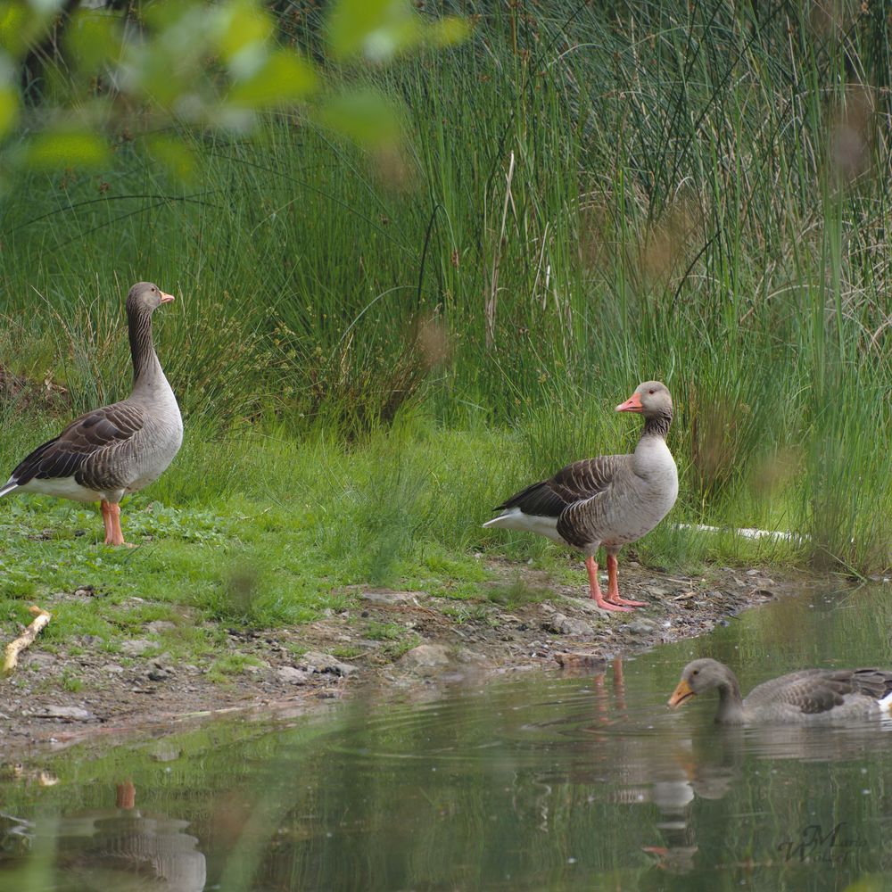 Am Teich 1