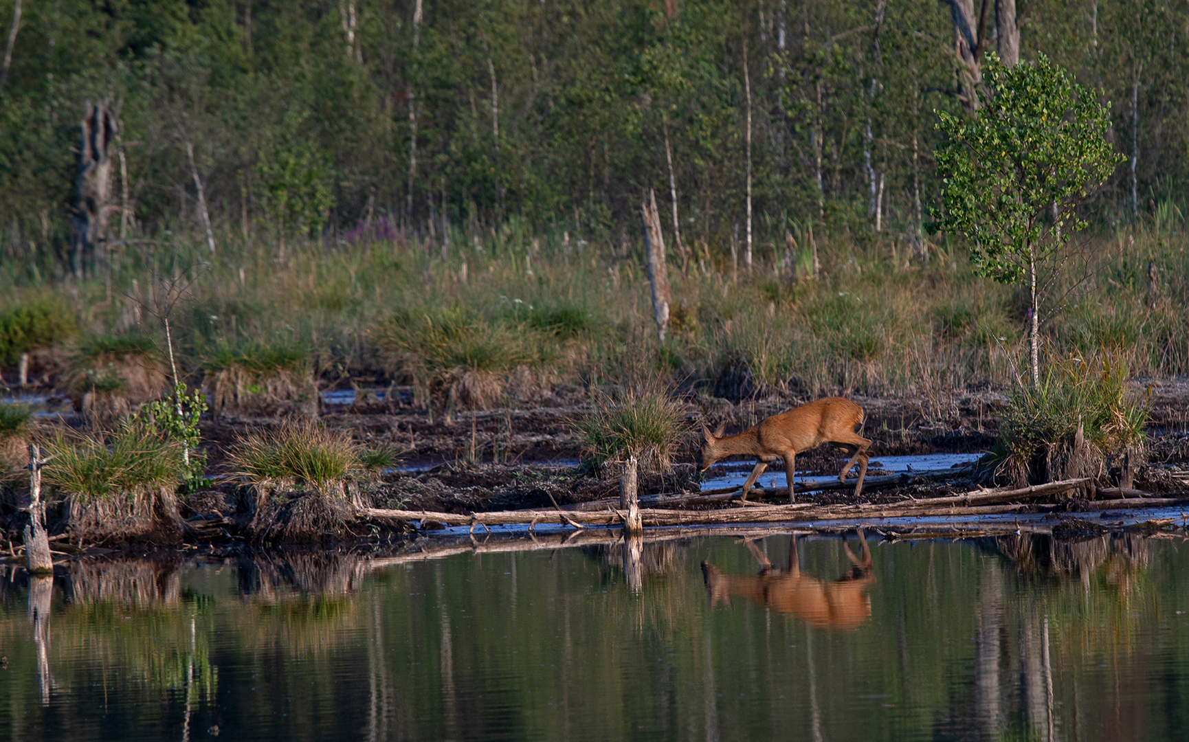 Am Teich Foto & Bild tiere, wildlife, säugetiere Bilder auf