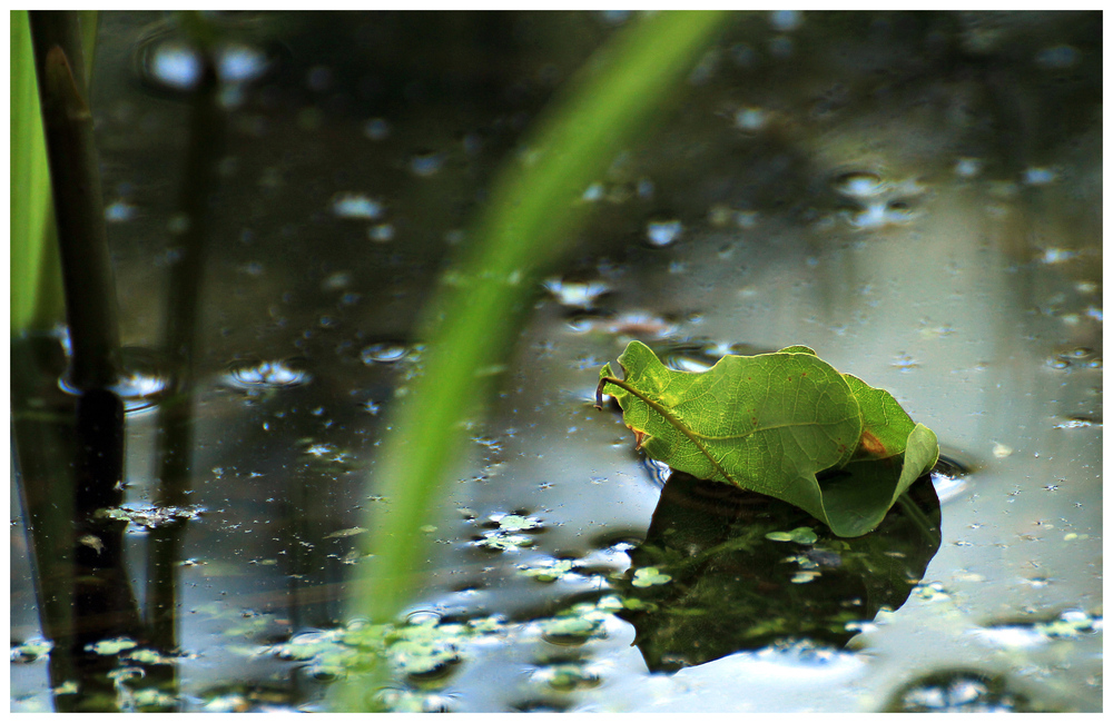 am teich