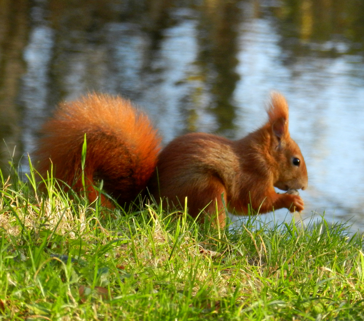 Am Teich