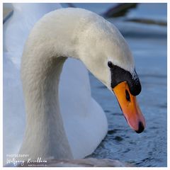 Am Teich