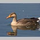 Am Teich