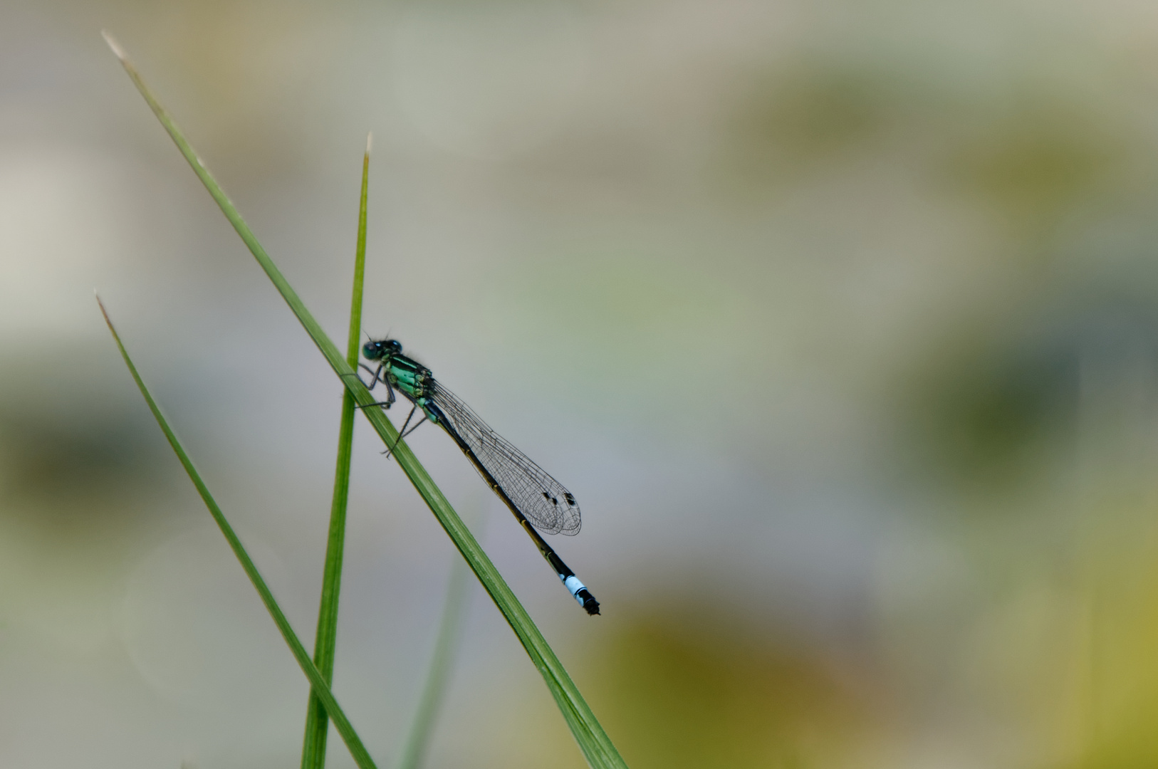 Am Teich Foto & Bild teich, natur, insekten Bilder auf